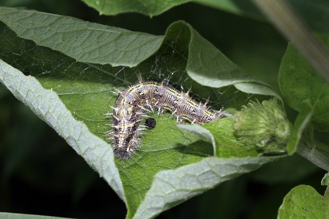 Flickr Discussing Small black caterpillar identification ? in