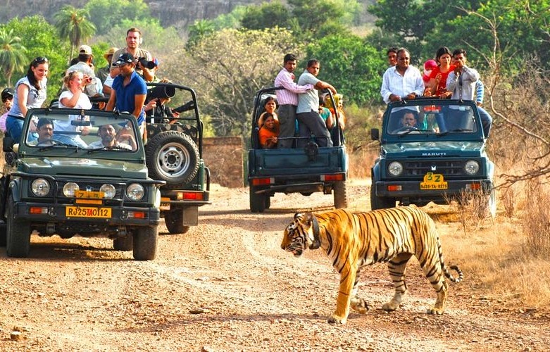 Rajaji National Park, Destinations You Can Travel In Uttarakhand