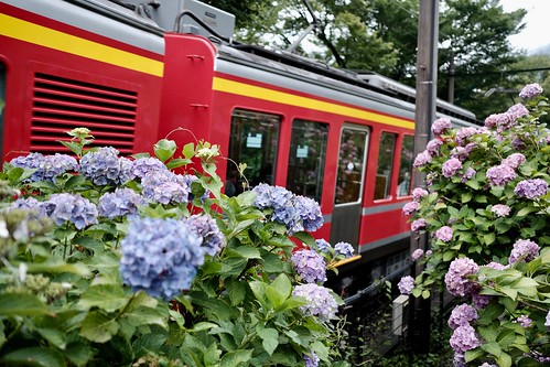 箱根登山鉄道と紫陽花 3
