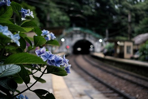 箱根登山鉄道と紫陽花 4