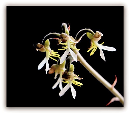 orchidées : nos floraisons au fil des saisons 2010-2013-2014  - Page 10 48606271096_3e0b15b5d0