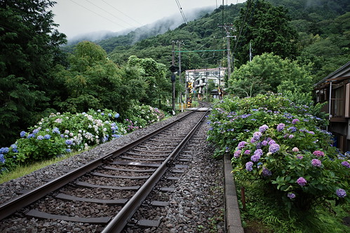 箱根登山鉄道と紫陽花 4
