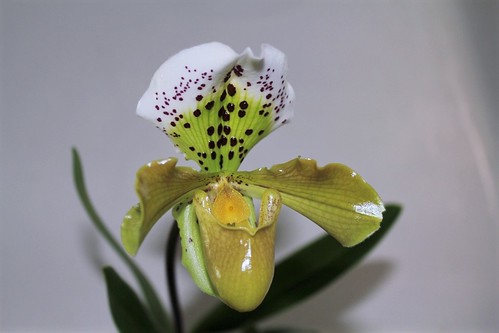 orchidées : nos floraisons au fil des saisons 2010-2013-2014  - Page 5 48606535101_1e1de46b10
