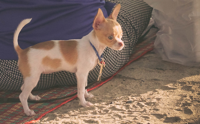 Little Dog Kata Beach Phuket