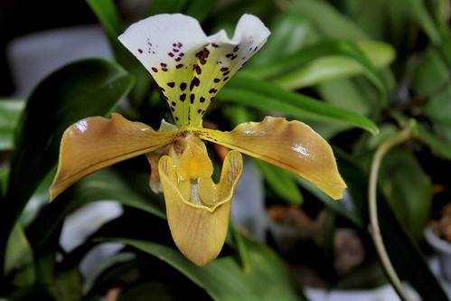 orchidées : nos floraisons au fil des saisons 2010-2013-2014  - Page 3 48606685062_7e6433f89e