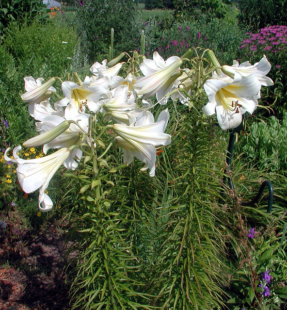 Lilium formosanum flowers