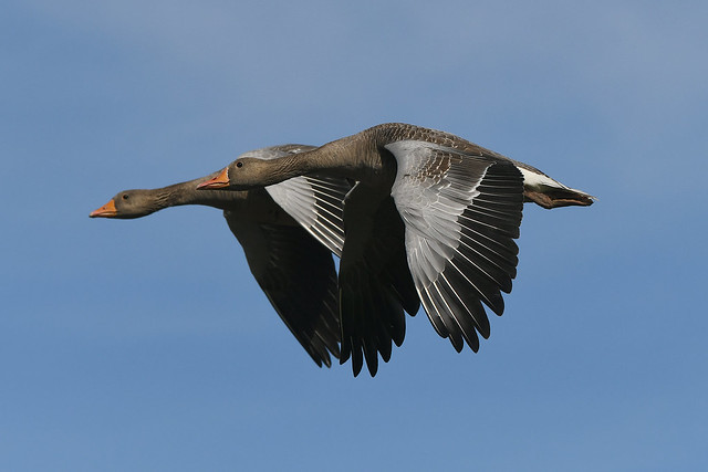 Geese In Flight - Blackness - 15-08-19