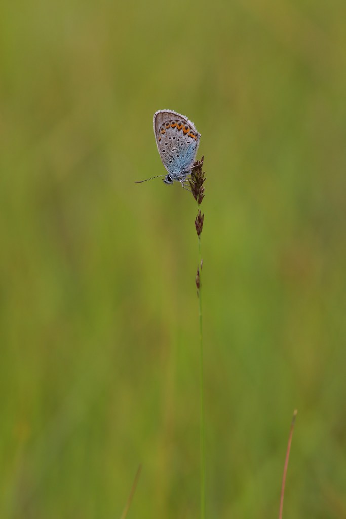 Lonely Butterfly