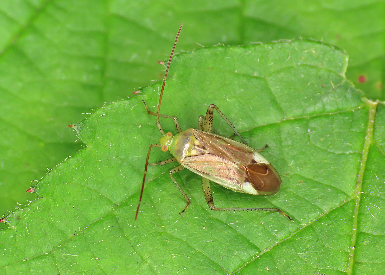 Lucerne Bug - Adelphocoris lineolatus