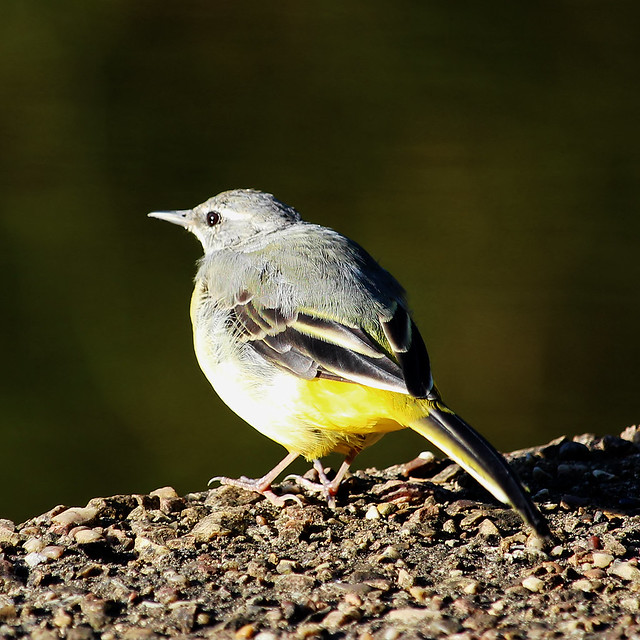 Grey Wagtail - Waters edge - Forge Dam - Sheffield - August 2019 pic1