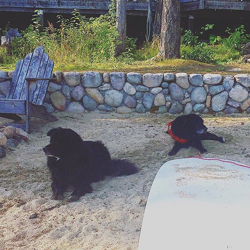 Beach dogs. 🐾