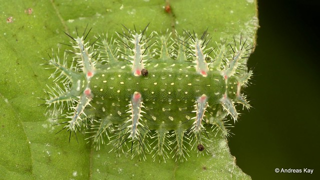 Stinging Nettle Slug Caterpillar, Natada incandescens, Limacodidae