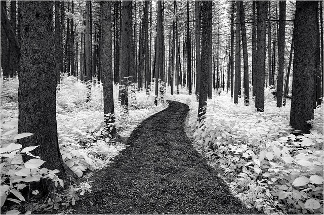 Pathway Through Spruce Forest