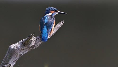 kingfisher warnhamnaturereserve