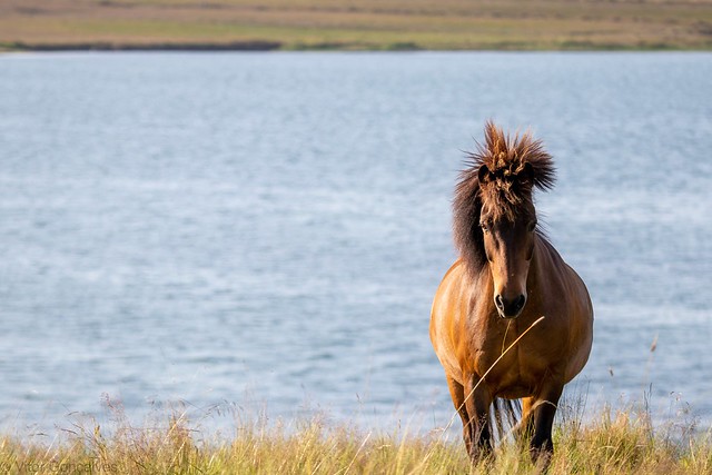 Horse in Hliðavöllur