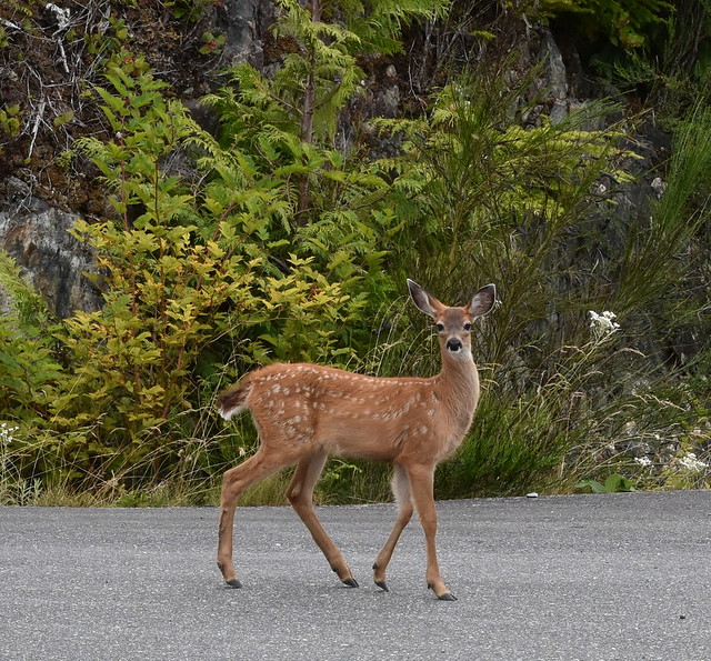 CURIOUS FAWN,    TELEGRAPH COVE,  BC