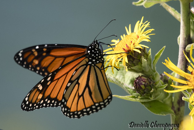 DBC_2239 papillon monarque