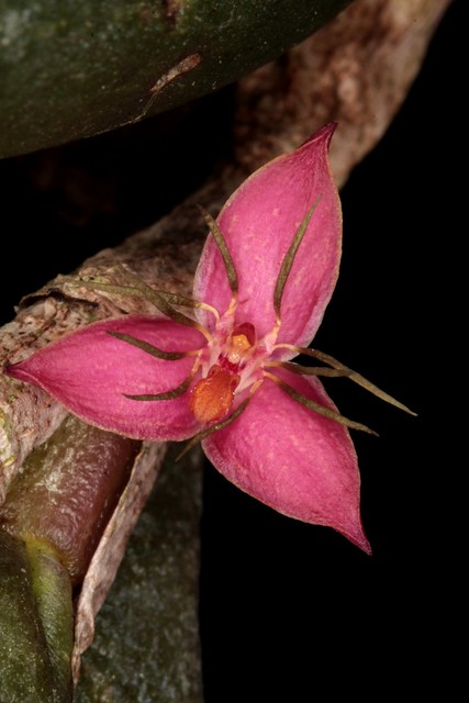 Epicrianthes ( Bulbophyllum ) davidii