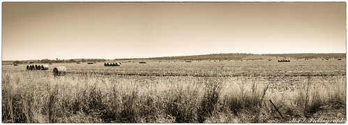 paddock dry country hay bw panorama olympus em1 omd queensland australia