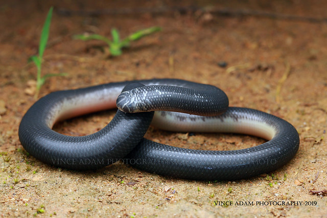 IMG_5457-1(W) LIFER-Mueller’s Blind Snake (Argyrophis muelleri)