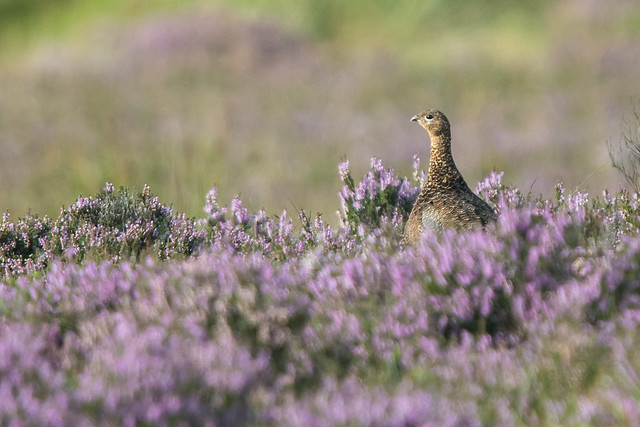 Red Grouse, Purple Heather