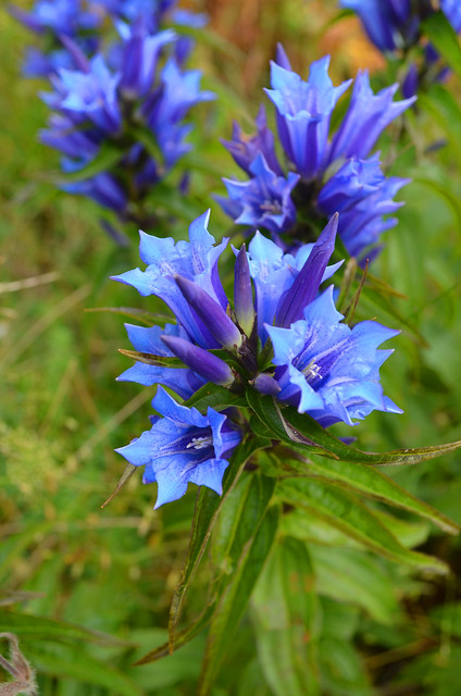 Downy Gentian [Pulfero - 18 August 2019]