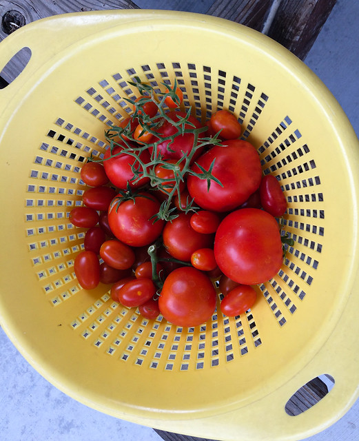 tomato_harvest-20190822-100