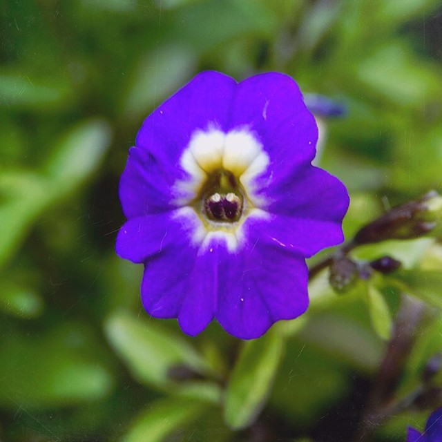 Tiny flower (bush violet)