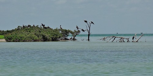 MEXICO, Yukatan, Am Golf von Mexiko,  Isla Aguada -Laguna Terminos, Vogelparadies, Alle Vögel sind schon da.. serie, 19231/11906 | by roba66
