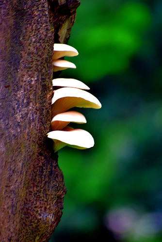 fungus treefungus bokeh nature nikond5300 nikkorlens 70300mmnikkor oystermushroom