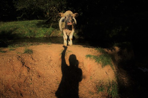 cow shadow cottesbrooke earth nature landscape sunlight