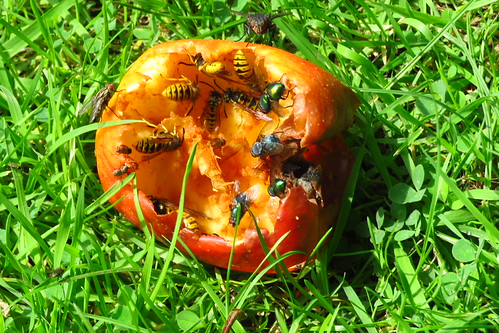 Insects picnic ! | by Deida 1