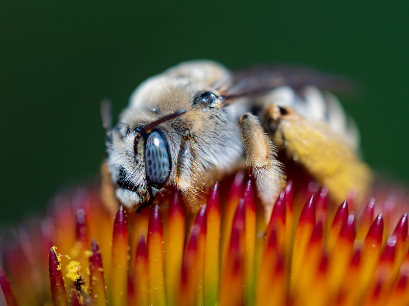 Bee napping on a flower