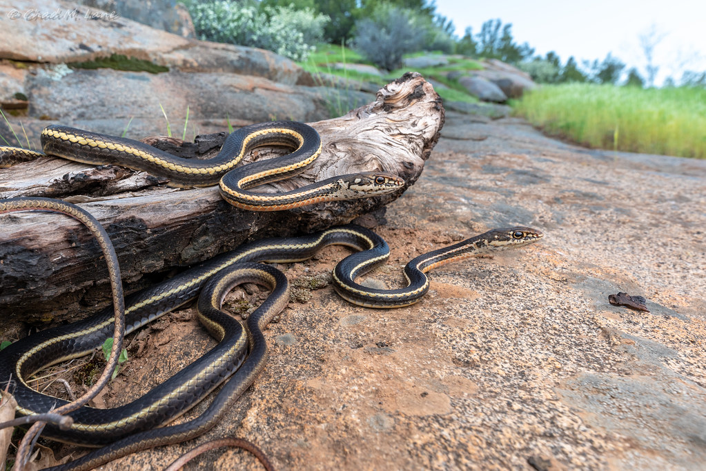 Chaparral Whipsnake (Masticophis lateralis lateralis)