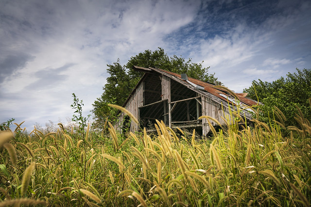 Barn with Foxtails