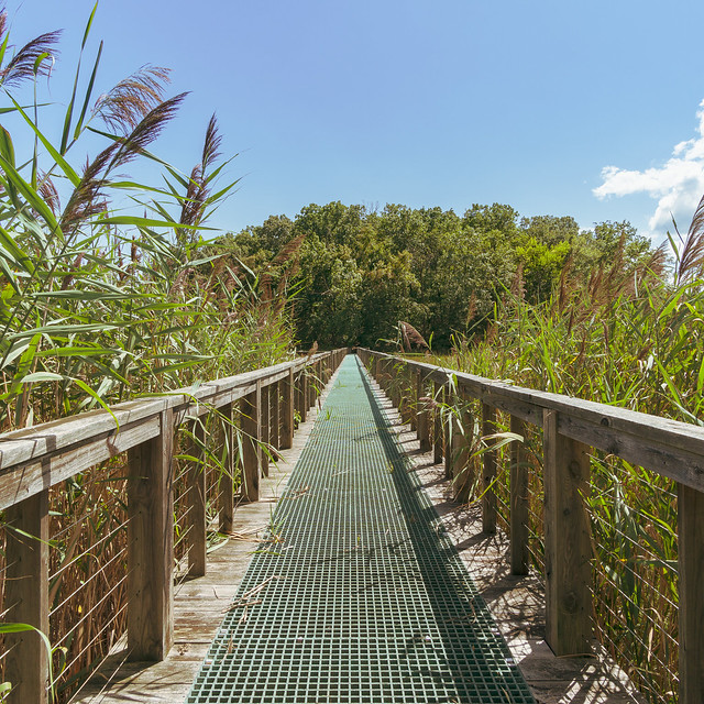 Walkway over the Marsh to Hog Island