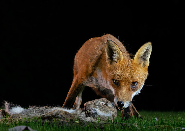 Fox savours rabbit