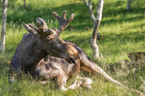 bardu troms norwegen moose