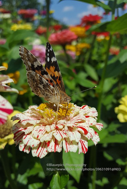 Plattenhardt, flowers & butterfly II