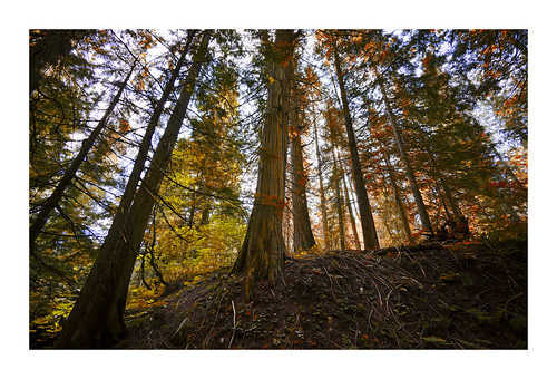 cedar bc voigtlander heliarlll wideangle forest canada kanada vacation fall colors coloured trees tree canopy sony a7ll sonya7ll explored ilce7m2