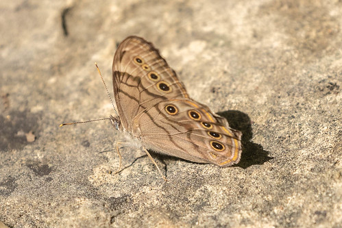 westunion ohio lynxprairie northernpearlyeye adamscounty butterfly butterflies