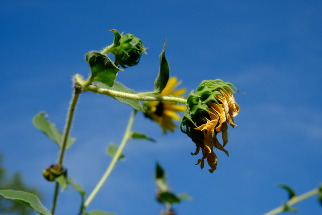 Withered Sunflower