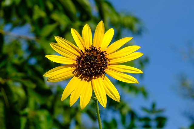Full Sunflower