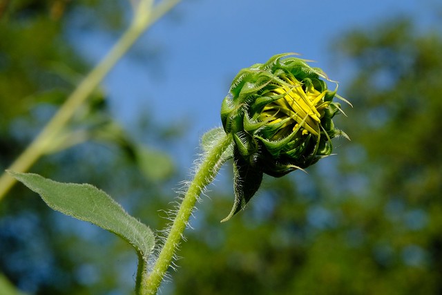 Budding Sunflower