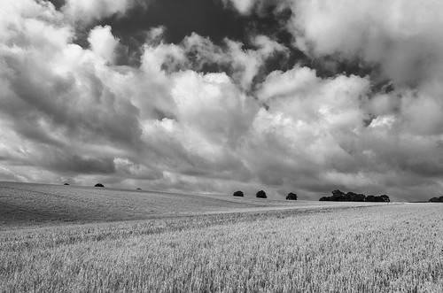 landscape yorkshire northyorkshire yorkshirewolds thixendalegrange wheatfields farmland cloudscape clouds blackwhite monochrome chalklandsway