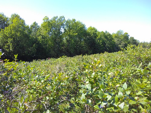 canada kanada novascotia lunenburgcounty mahonebay lunenburg blueberry hackmatackfarm winery lunenburgcountywinery newburne