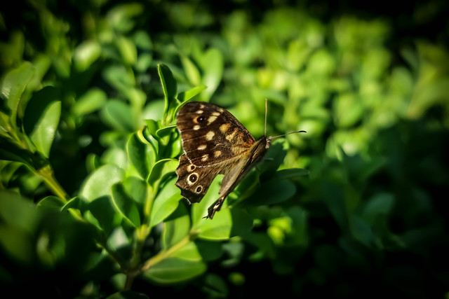 Speckled Wood butterfly (Pararge aegeria)