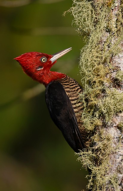 Pica-pau-rei / Robust Woodpecker