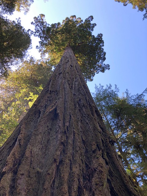 Looking up Redwood Tree