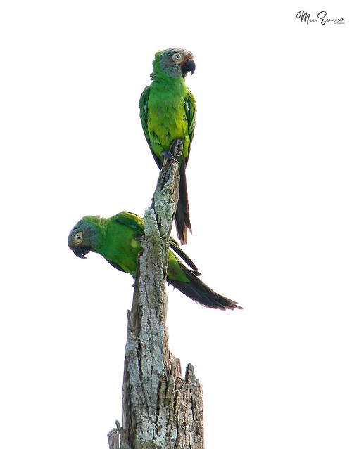 Loro Piconegro, Aratinga weddelli, Dusky-headed Parakeet. Ahuano, Napo, Ecuador